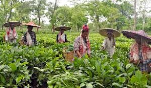 चाय उद्योग के लिए खपत में सुस्त वृद्धि, उच्च खाद्य महंगाई चिंता का विषय: उद्योग