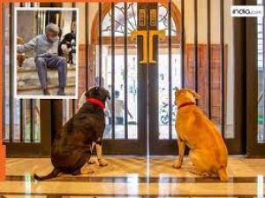 दक्षिण मुंबई के आवारा कुत्तों ने अपने &lsquo;प्रिय मित्र&rsquo; रतन टाटा को खो दिया