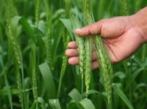  गेहूं की बुवाई का रकबा अब तक 6.58 प्रतिशत बढ़ा, तिलहन का रकबा घटा