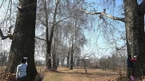 कश्मीर के चिनार के पेड़ों को किया जाएगा जियो-टैग, मिलेगा यूनीक कोड कश्मीर के चिनार के पेड़ों को किया जाएगा जियो-टैग, मिलेगा यूनीक कोड