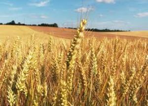 गेहूं की बुवाई 2.77 प्रतिशत बढ़ी, तिलहन के रकबे में गिरावट गेहूं की बुवाई 2.77 प्रतिशत बढ़ी, तिलहन के रकबे में गिरावट