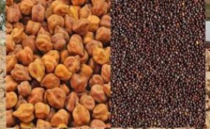 सरसों व चने को एमएसपी पर बेचने के लिए पंजीकरण एक अप्रैल से: मंत्री