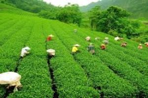 ईरान-इजरायल तनाव से भारतीय चाय निर्यात पर संकट, परंपरागत चाय कारोबार को झटका