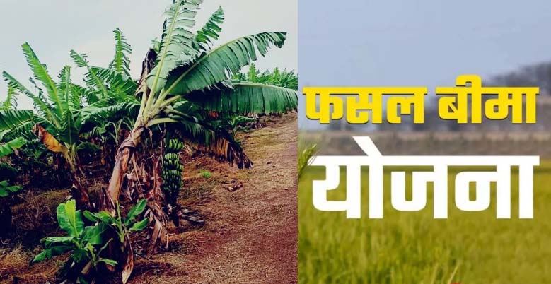 ओलावृष्टि और बारिश से प्रभावित 51 किसानों को मिलेगा मुआवजा ओलावृष्टि और बारिश से प्रभावित 51 किसानों को मिलेगा मुआवजा