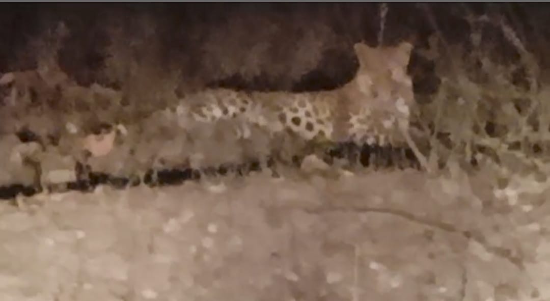 मरवाही वन मण्डल के मुख्य मार्ग में दिखाई दिया तेंदुआ, राहगीर ने बनाया वीडियो मरवाही वन मण्डल के मुख्य मार्ग में दिखाई दिया तेंदुआ, राहगीर ने बनाया वीडियो