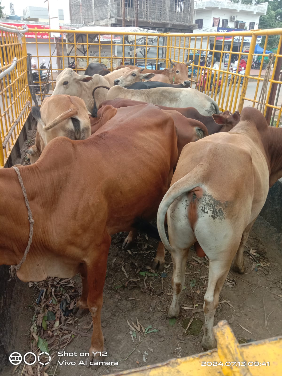 विभिन्न मार्गो से नगर निगम द्वारा आवारा मवेशियों की धरपकड़ जारी विभिन्न मार्गो से नगर निगम द्वारा आवारा मवेशियों की धरपकड़ जारी
