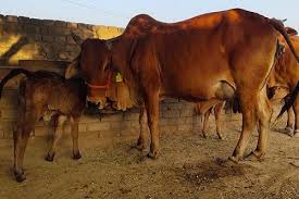 पशु प्रबंधन के लिए 7 को तुरकाडीह में जनचौपाल पशु प्रबंधन के लिए 7 को तुरकाडीह में जनचौपाल