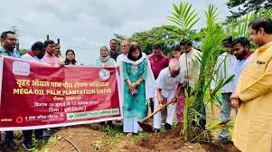 विधायक कोर्सेवाड़ा ने किया ऑयल पॉम पौधरोपण विधायक कोर्सेवाड़ा ने किया ऑयल पॉम पौधरोपण