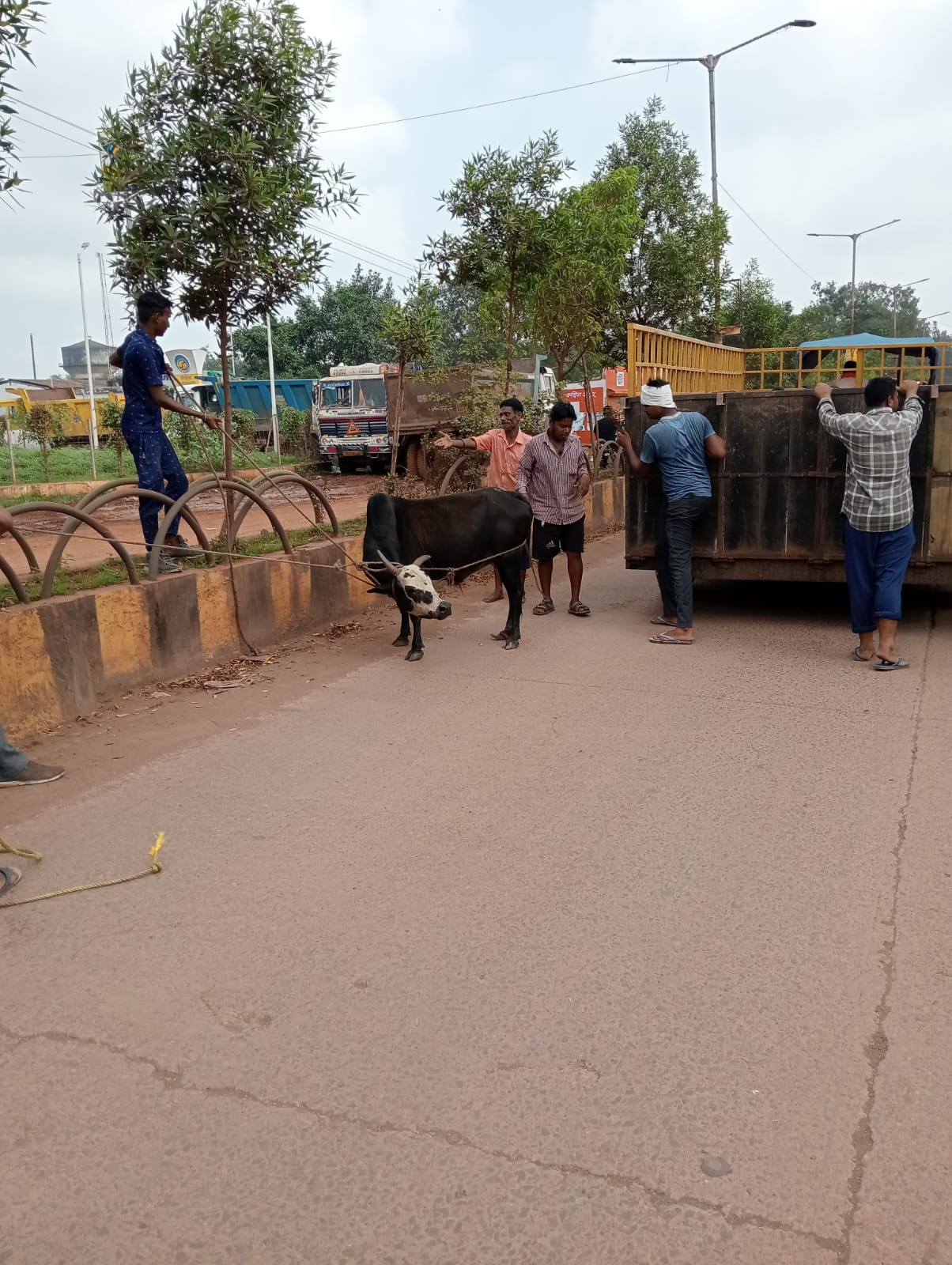 आवारा घूम रहे पशुओ को पकड़ने का काम लगातार जारी आवारा घूम रहे पशुओ को पकड़ने का काम लगातार जारी