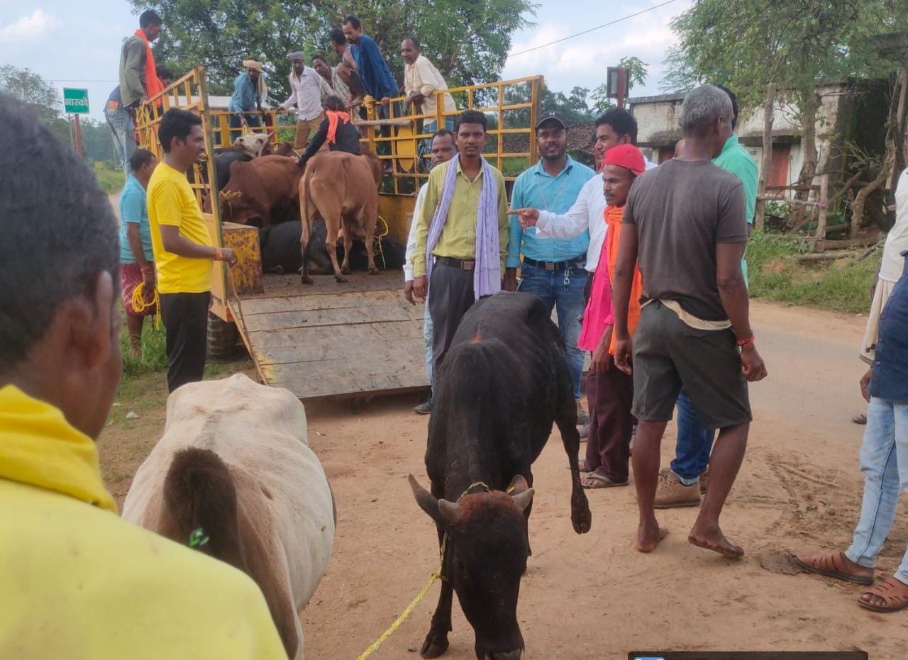 बैगा, बिरहोर आदिवासियों को अब तक 228 जोड़ी बैल वितरित बैगा, बिरहोर आदिवासियों को अब तक 228 जोड़ी बैल वितरित
