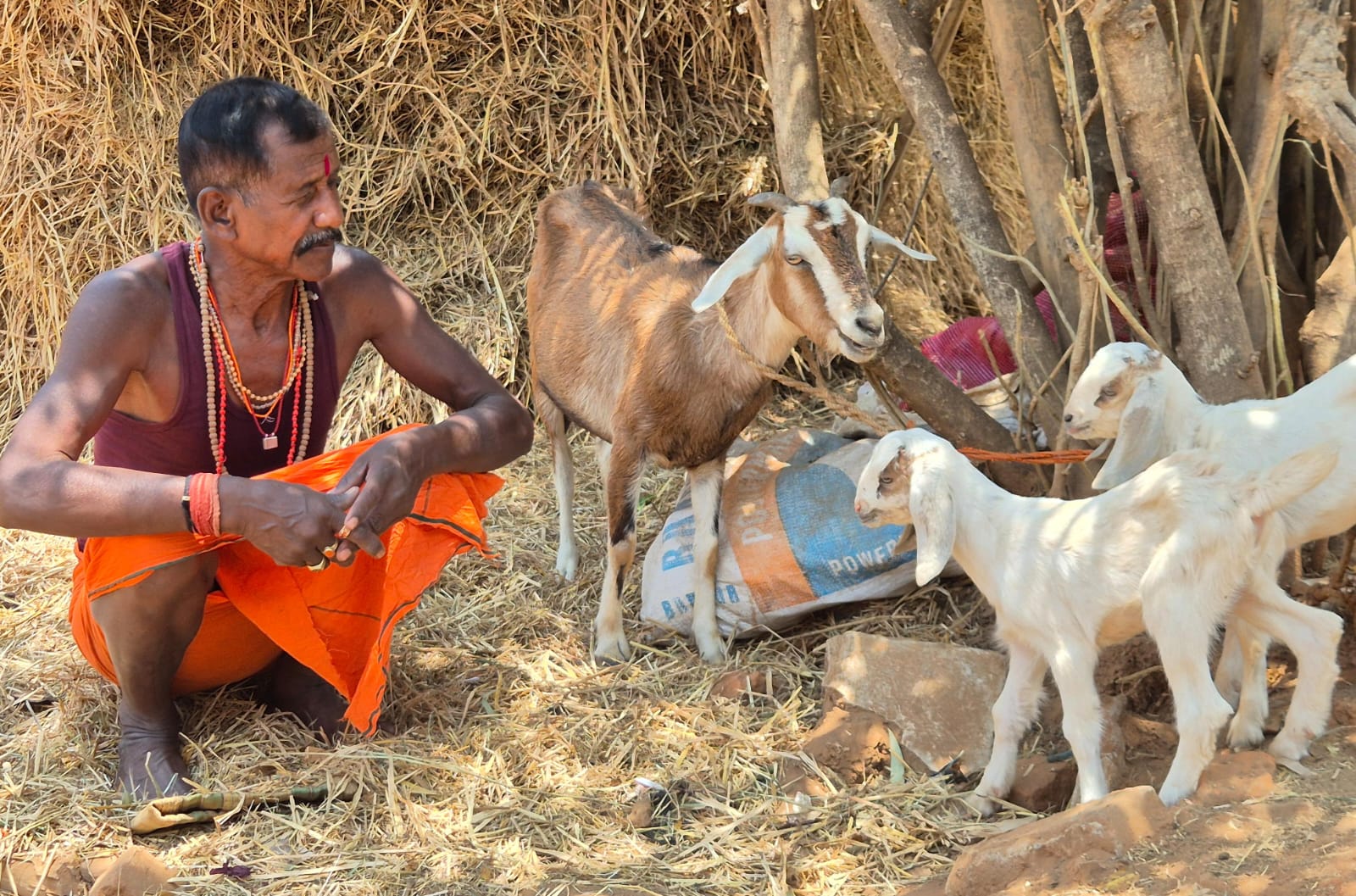 अफ्रीकन बोयर नस्ल से सरगुजा में बकरी पालन बना आर्थिक सशक्तिकरण का आधार अफ्रीकन बोयर नस्ल से सरगुजा में बकरी पालन बना आर्थिक सशक्तिकरण का आधार