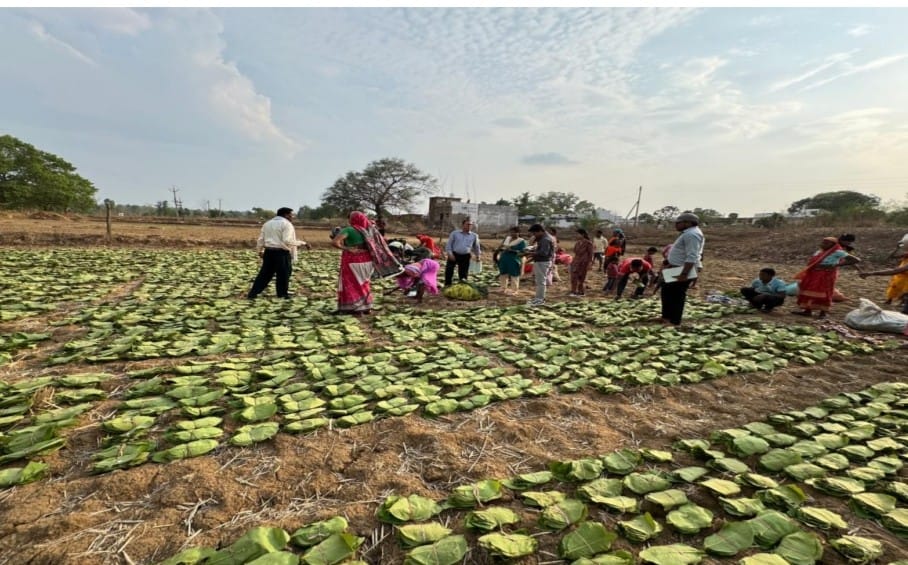 तेंदूपत्ता संग्रहण वनांचल में बना रोजगार और आय का जरिया तेंदूपत्ता संग्रहण वनांचल में बना रोजगार और आय का जरिया