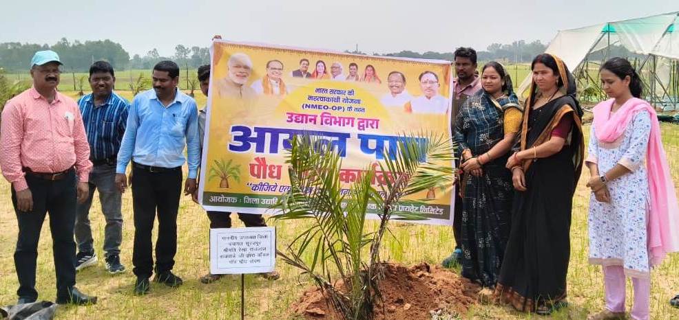 सूरजपुर जिले में ऑयल पाम की खेती का शुभारंभ सूरजपुर जिले में ऑयल पाम की खेती का शुभारंभ