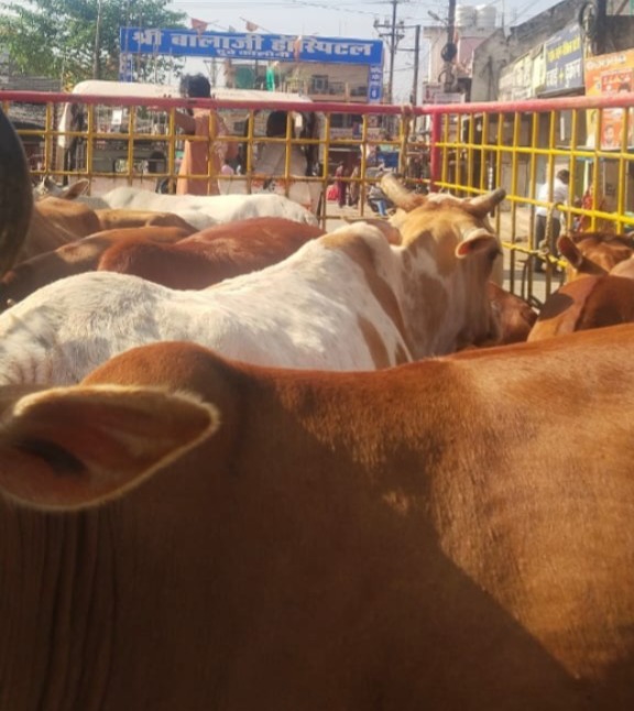 37 दिनों में 1852 आवारा पशुओं को धरपकड़ कर गौठानों में भेजा 37 दिनों में 1852 आवारा पशुओं को धरपकड़ कर गौठानों में भेजा