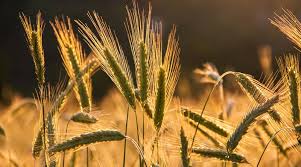 रबी वर्ष 2025-26 हेतु बीज भंडारण और वितरण की तैयारी पूरी रबी वर्ष 2025-26 हेतु बीज भंडारण और वितरण की तैयारी पूरी