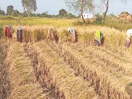 धान खरीदी अवधि में किसानों की शिकायतों के समाधान हेतु नियंत्रण कक्ष स्थापित धान खरीदी अवधि में किसानों की शिकायतों के समाधान हेतु नियंत्रण कक्ष स्थापित