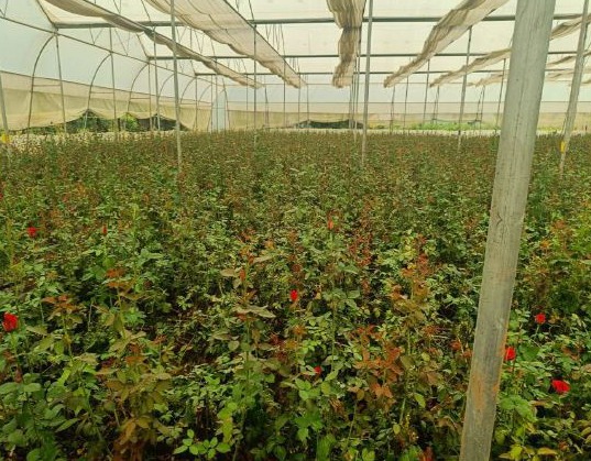 खेतों में अब सिर्फ धान नहीं, खुशबू भी उग रही है खेतों में अब सिर्फ धान नहीं, खुशबू भी उग रही है