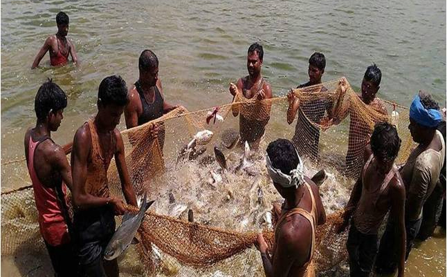 प्रधानमंत्री मत्स्य सम्पदा योजना से जिले में आई मत्स्य क्रांति प्रधानमंत्री मत्स्य सम्पदा योजना से जिले में आई मत्स्य क्रांति