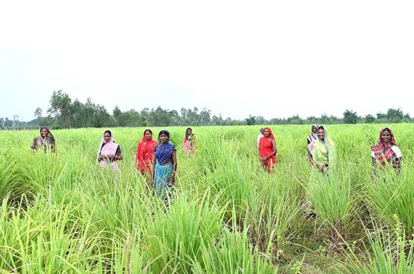 लेमनग्रास की खेती- किसानों के लिए कमाई का उत्तम विकल्प लेमनग्रास की खेती- किसानों के लिए कमाई का उत्तम विकल्प