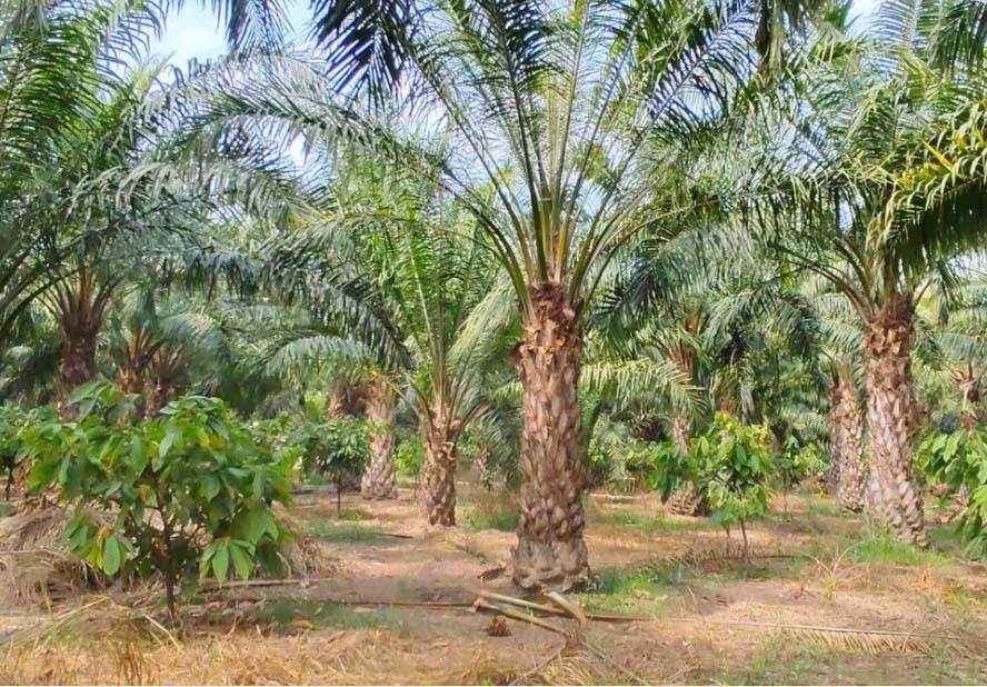 एक एकड़ में सवा लाख रुपए का मुनाफा देने वाला पाम ऑयल की खेती एक एकड़ में सवा लाख रुपए का मुनाफा देने वाला पाम ऑयल की खेती