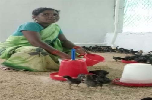 संघर्ष से सम्मान तक: बिहान और उन्नत मुर्गीपालन से बदली नारायणपुर की सुनीता की तकदीर संघर्ष से सम्मान तक: बिहान और उन्नत मुर्गीपालन से बदली नारायणपुर की सुनीता की तकदीर