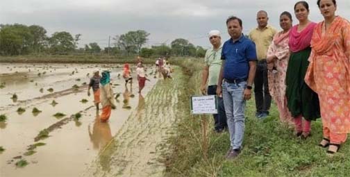 लेही विधि से अंकुरित बीजों को मचाई किए हुए खेतों में ड्रम सीडर एवं छिटकवा विधि से करें बुवाई लेही विधि से अंकुरित बीजों को मचाई किए हुए खेतों में ड्रम सीडर एवं छिटकवा विधि से करें बुवाई