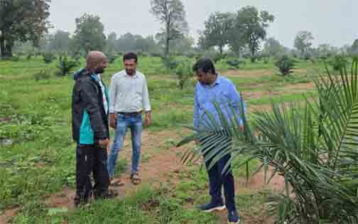 ऑयल पाम की खेती से बदली किसानों की तकदीर ऑयल पाम की खेती से बदली किसानों की तकदीर