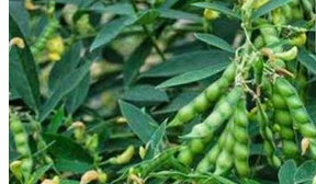 धान और अरहर फसल में किसान रखें विशेष सावधानी धान और अरहर फसल में किसान रखें विशेष सावधानी