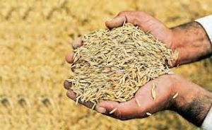  राज्य में अब तक 115.94 लाख मीट्रिक टन धान की खरीदी