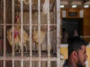 22 जनवरी को बंद रहेंगी पशु वध गृह और मांस बिक्री की दुकानें 22 जनवरी को बंद रहेंगी पशु वध गृह और मांस बिक्री की दुकानें