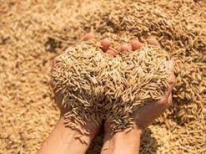  राज्य में अब तक 127.37 लाख मीट्रिक टन धान की खरीदी