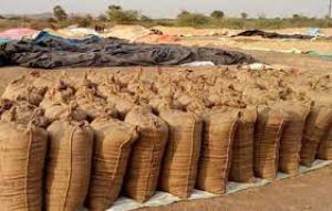 राज्य में 100 लाख 94 हजार मीट्रिक टन धान का उठाव