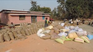  राज्य में 105 लाख 76 हजार मीट्रिक टन धान का उठाव