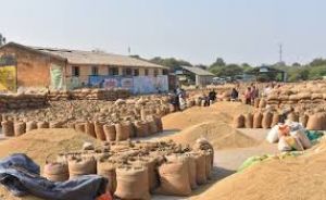 राज्य में 113 लाख 88 हजार मीट्रिक टन धान का उठाव राज्य में 113 लाख 88 हजार मीट्रिक टन धान का उठाव