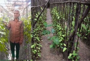 कृषि विश्वविद्यालय के प्रयासों से छुईखदान के देशी कपूरी पान को मिली पहचान कृषि विश्वविद्यालय के प्रयासों से छुईखदान के देशी कपूरी पान को मिली पहचान