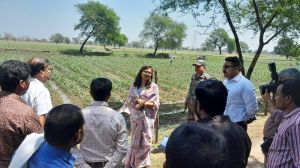  बारिश से हुई फसल नुकसान देखने कलेक्टर पहुंची खेतों में