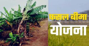 ओलावृष्टि और बारिश से प्रभावित 51 किसानों को मिलेगा मुआवजा ओलावृष्टि और बारिश से प्रभावित 51 किसानों को मिलेगा मुआवजा