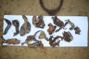 बाघ विचरण क्षेत्र से संदिग्ध शिकारी गिरफ्तार बाघ विचरण क्षेत्र से संदिग्ध शिकारी गिरफ्तार