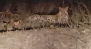 मरवाही वन मण्डल के मुख्य मार्ग में दिखाई दिया तेंदुआ, राहगीर ने बनाया वीडियो मरवाही वन मण्डल के मुख्य मार्ग में दिखाई दिया तेंदुआ, राहगीर ने बनाया वीडियो