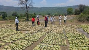   मरवाही वन मण्डल में अब तक 93% तेंदूपत्ता खरीदी हुई, जिसका 11.30 करोड़ रूपये का भुगतान होगा संग्राहकों को
