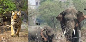  बारनावापारा अभयारण्य क्षेत्र में 1 बाघ सहित 3 दंतैल हाथी उपस्थित, लगातार कर रहे हैं विचरण