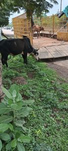  सड़क के ऊपर बैठे जानवरों को पकड़ने का काम जारी