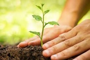 दंतेवाड़ा जिले के आश्रम, छात्रावासों में अब तक रोपे गए 3 हजार 5 सौ 21 पौधे दंतेवाड़ा जिले के आश्रम, छात्रावासों में अब तक रोपे गए 3 हजार 5 सौ 21 पौधे