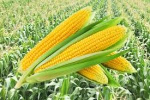  प्रधानमंत्री फसल बीमा हेतु धान असिंचित मक्का, कोदो, कुटकी, रागी एवं उड़द को लिए अधिसूचना जारी