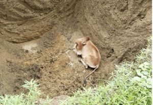 निगम जोन 9 की टीम ने गड्ढे में गिरे मवेशी को सुरक्षित बाहर निकाला निगम जोन 9 की टीम ने गड्ढे में गिरे मवेशी को सुरक्षित बाहर निकाला