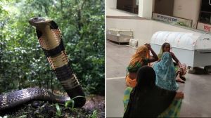 पैरा निकालने के दौरान युवक को सांप ने डसा ,   कुछ ही देर में हुई मौत 