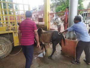 आवारा घूम रहे मवेशियो के धड़पकड़ की कार्यवाही लगातार जारी आवारा घूम रहे मवेशियो के धड़पकड़ की कार्यवाही लगातार जारी
