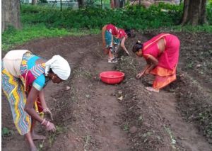   हल्दी से आयेगी दीदियों के जीवन में समृद्धि