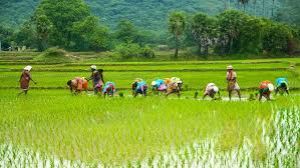 प्रधानमंत्री फसल बीमा योजना एवं पुनर्गठित मौसम आधारित फसल बीमा योजना