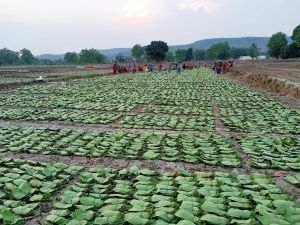  तेंदूपत्ता संग्रहण दर बढ़ने से संग्राहकों को हुआ 18.73 करोड़ अधिक मुनाफा